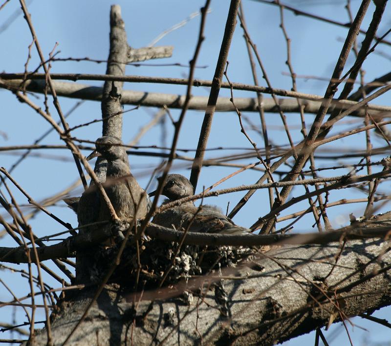 frieda 012.jpg - Die nes van duifies word met takkies gemaak dit lyk sommer rof...